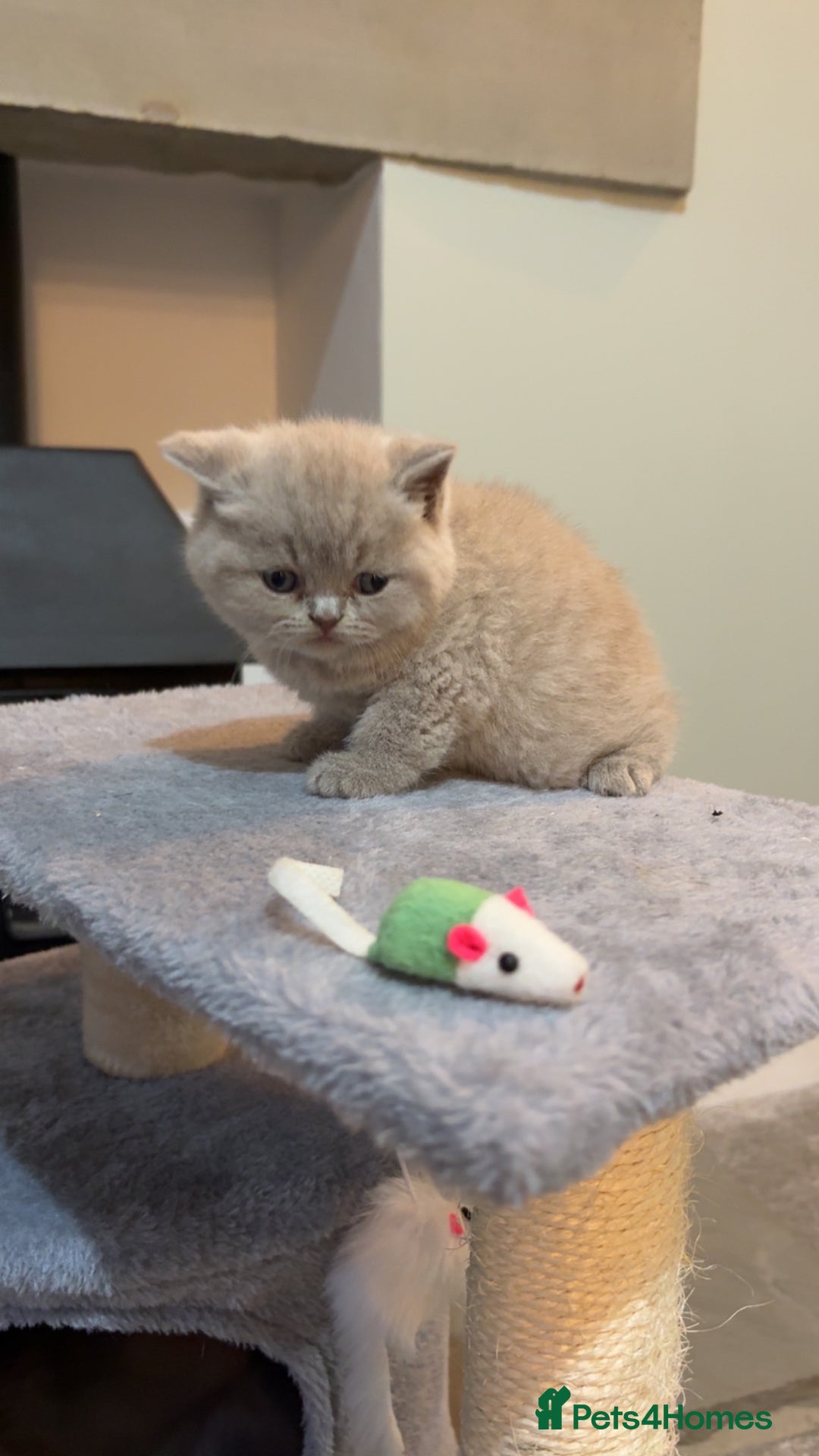 British Shorthair cats for sale: BSH kittens for sale from pedigree parents - Advert 21