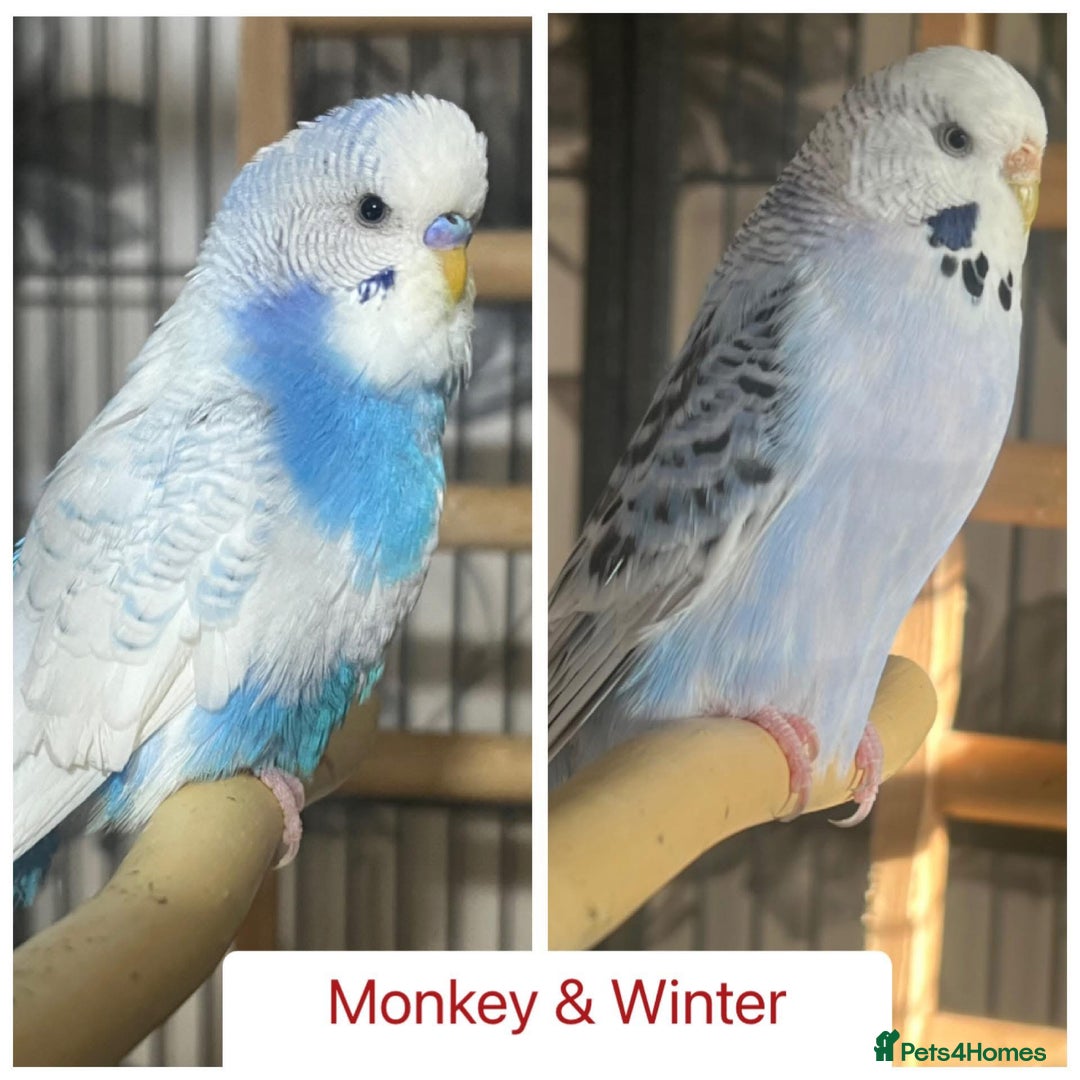 Budgerigars birds for sale: Hand Tame Budgie Chicks - Ready Soon in Chipping Norton - Image 3