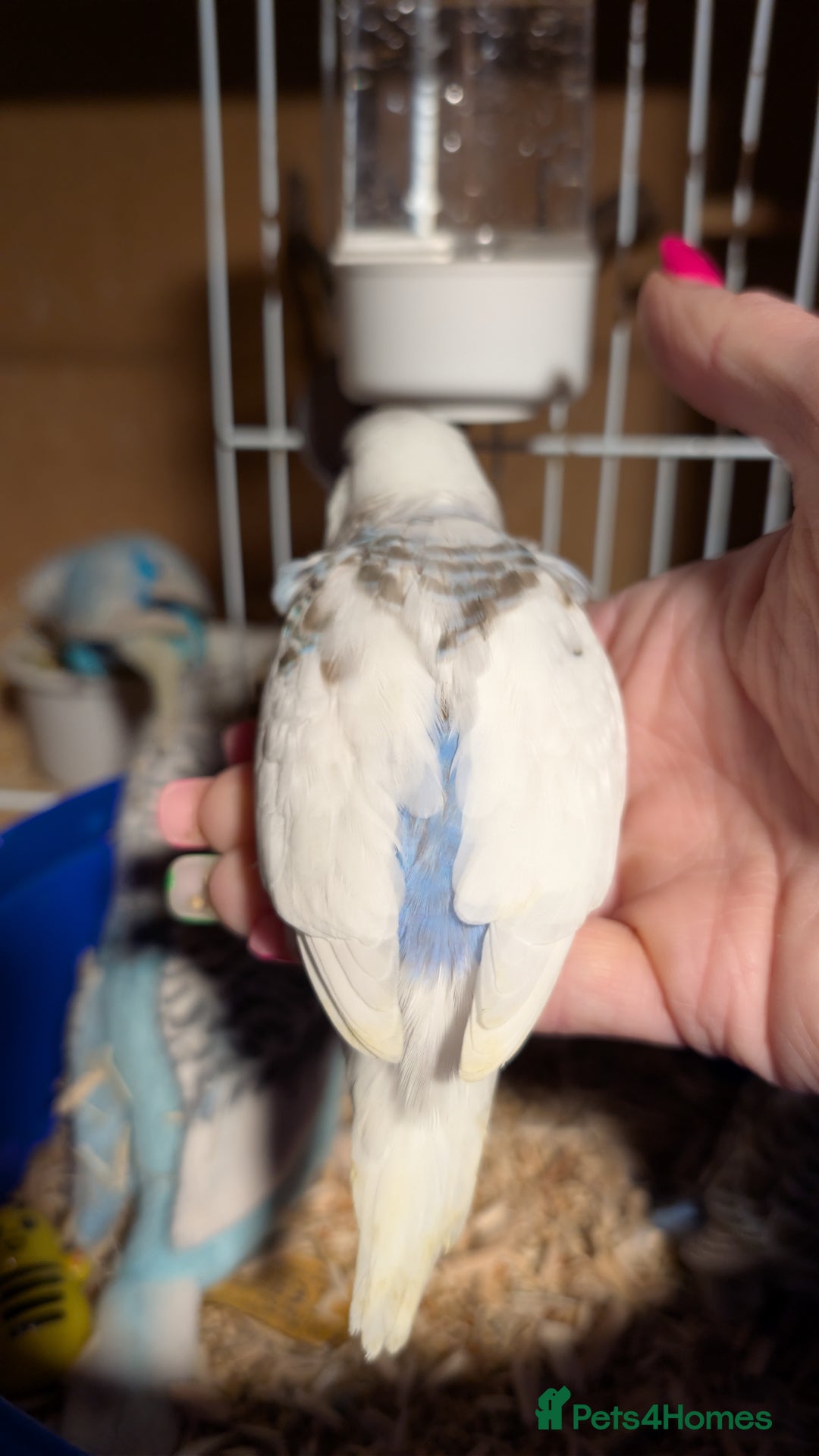 Budgerigars birds for sale: Hand tamed baby budgies for sale - Advert 5