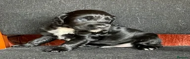 Cocker Spaniel 1