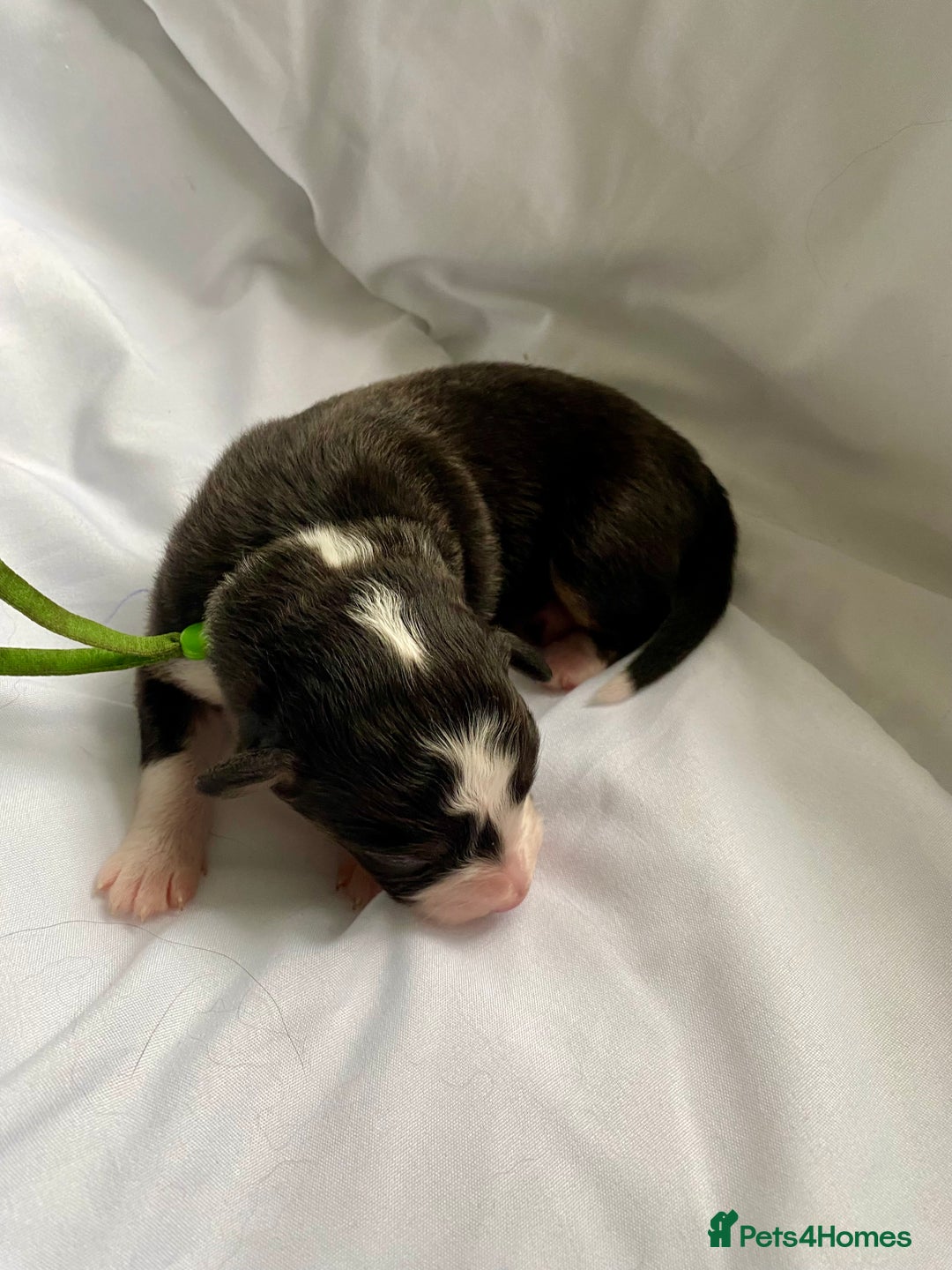 Australian Shepherd dogs for sale: Miss Julie Duckworth - Image 12