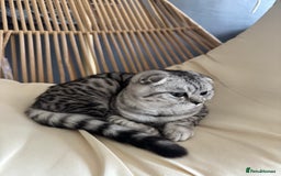 Scottish Fold cats for sale: Scottish Fold Kittens Ready for Permanent Homes ✨ - Image 18