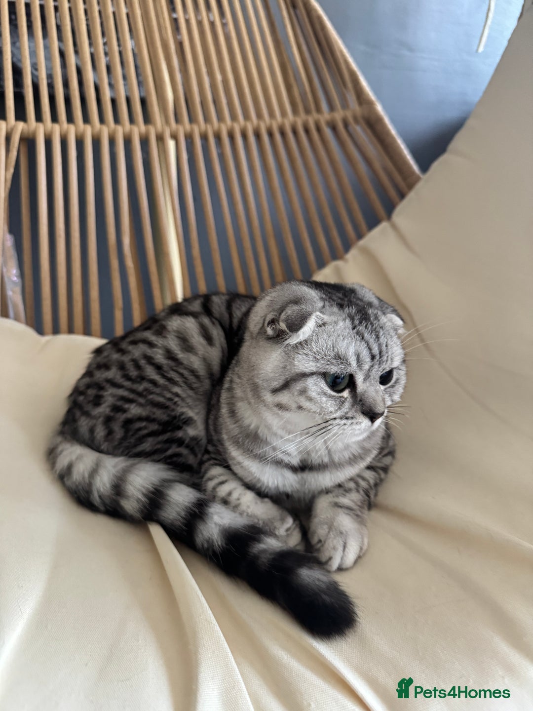 Scottish Fold cats for sale: Scottish Fold Kittens Ready for Permanent Homes ✨ - Image 18