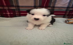 Border Collie dogs for sale: Border collie puppies for sale!!!❤️ - Image 14