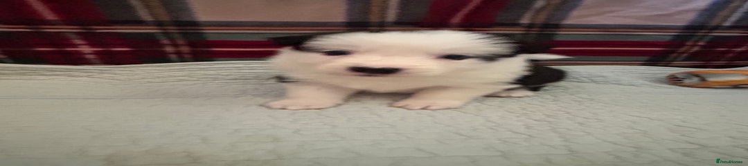 Border Collie Puppy 3