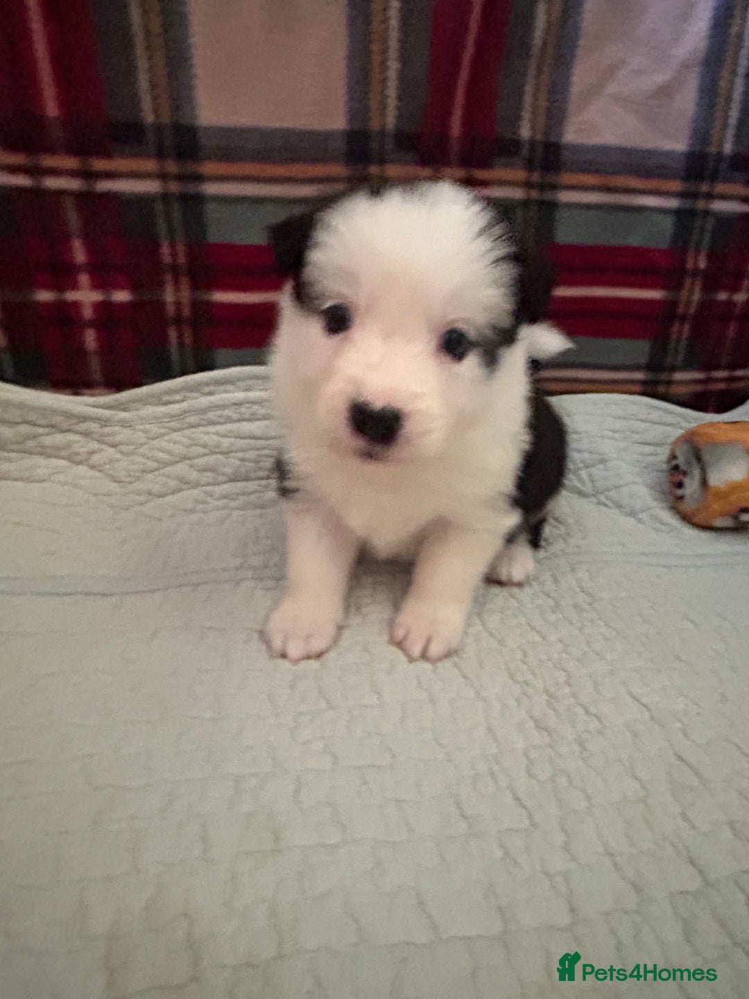 Border Collie dogs for sale: Border collie puppies for sale!!!❤️ - Image 14