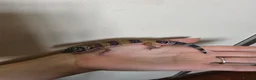 Leopard Gecko reptiles for sale: Baby leopard geckos - Advert 21