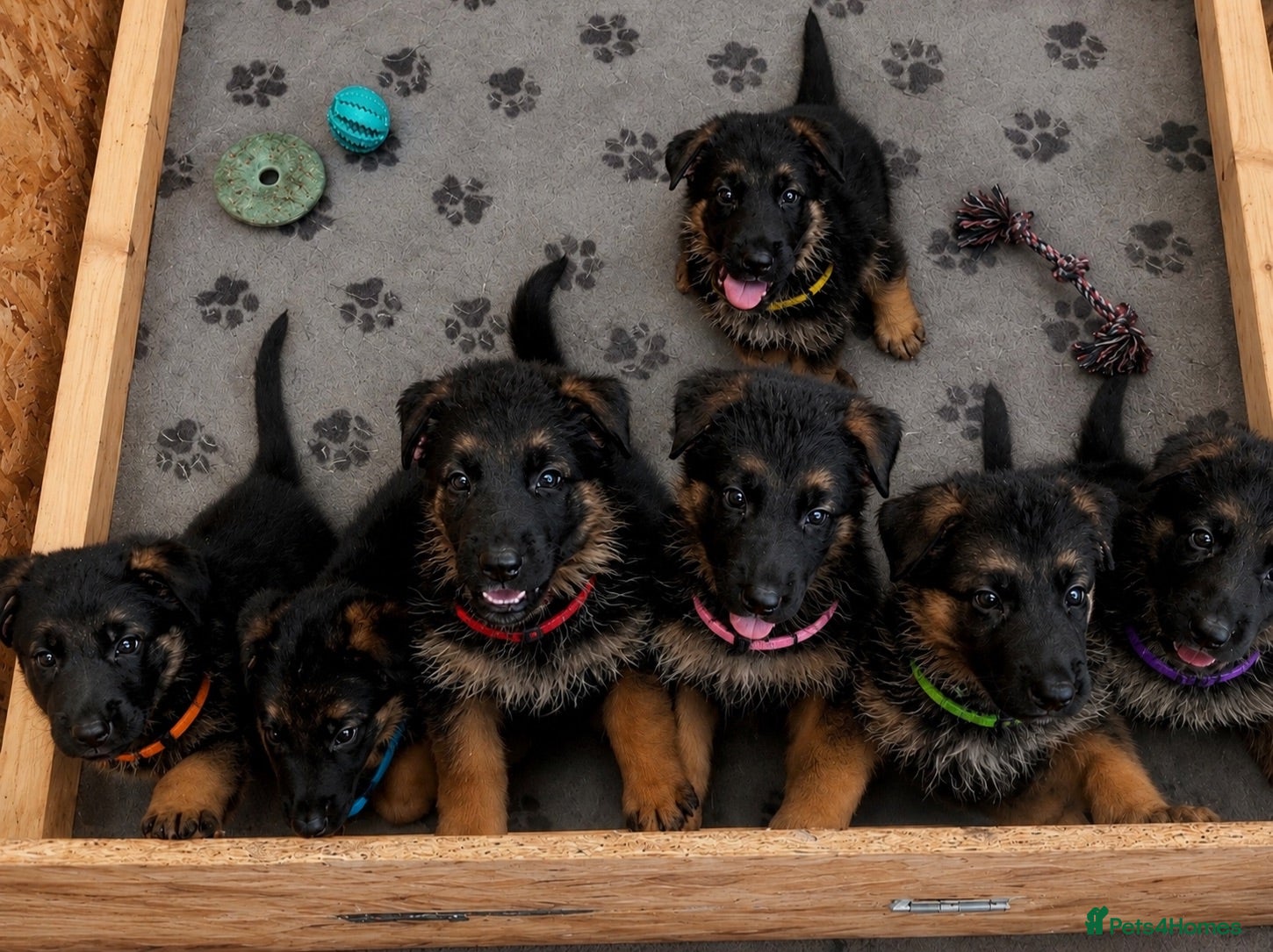 German Shepherd dogs ⭐️ OUTSTANDING GERMAN SHEPHERD PUPPIES ⭐️  - Advert 7
