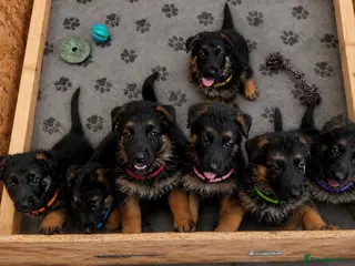 German Shepherd dogs ⭐️ OUTSTANDING GERMAN SHEPHERD PUPPIES ⭐️ - Advert 7