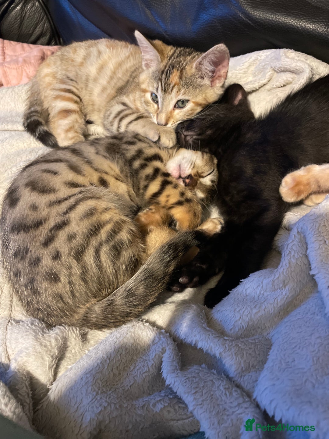 Bengal cats for sale: Cute and fluffy half Bengal kittens  - Image 13