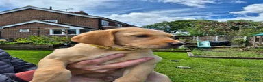 Goldern Labrador Retriever Puppy 2
