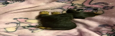 Miniature Dachshund 4