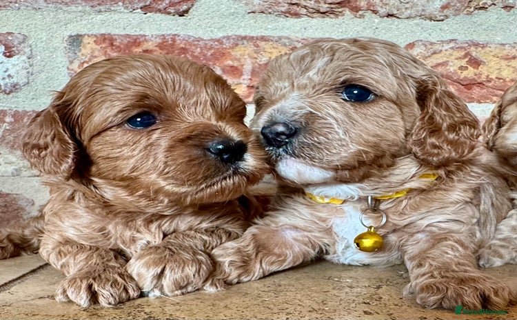 Cavapoo dogs - Advert 6