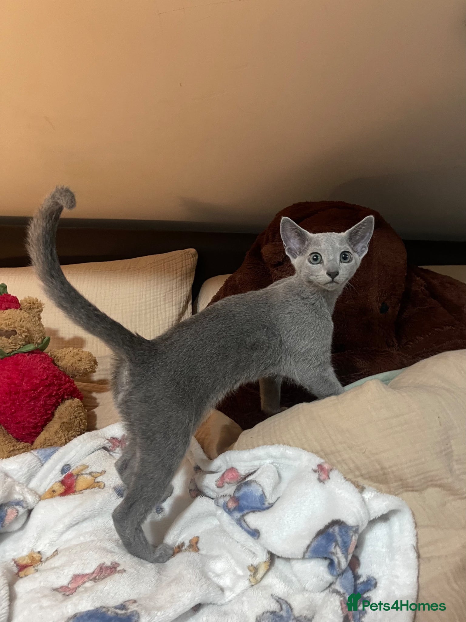 Russian Blue cats for sale: Russian blue kitten - Advert 3
