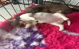 Jack Russell dogs for sale: READY NOW - beautiful tiny choc babies! 1 girly  - Image 25