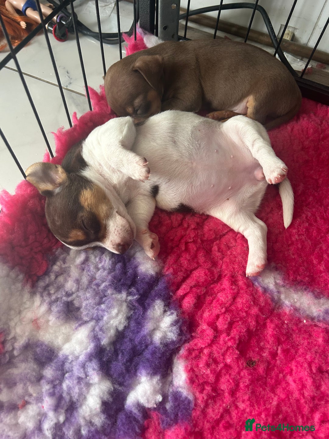 Jack Russell dogs for sale: READY NOW - beautiful tiny choc babies! 1 girly  - Image 25