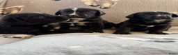 Mixed Breed dogs for sale: Gorgeous chunky Labernese puppies in Louth - Advert 7