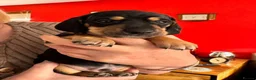 Miniature Dachshund dogs for sale: stunning litter of Miniature Dachshund puppies - Advert 3