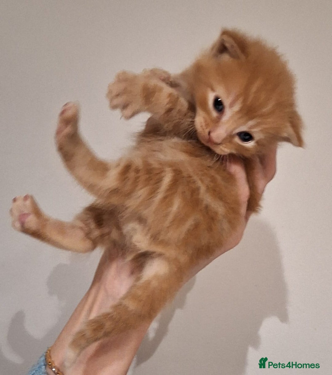 Mixed Breed cats for sale: Amazing, very beautiful kittens 3 boys, 1 girl - Advert 18