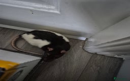 Rat rodents for sale: Three male rats & cage - Image 3