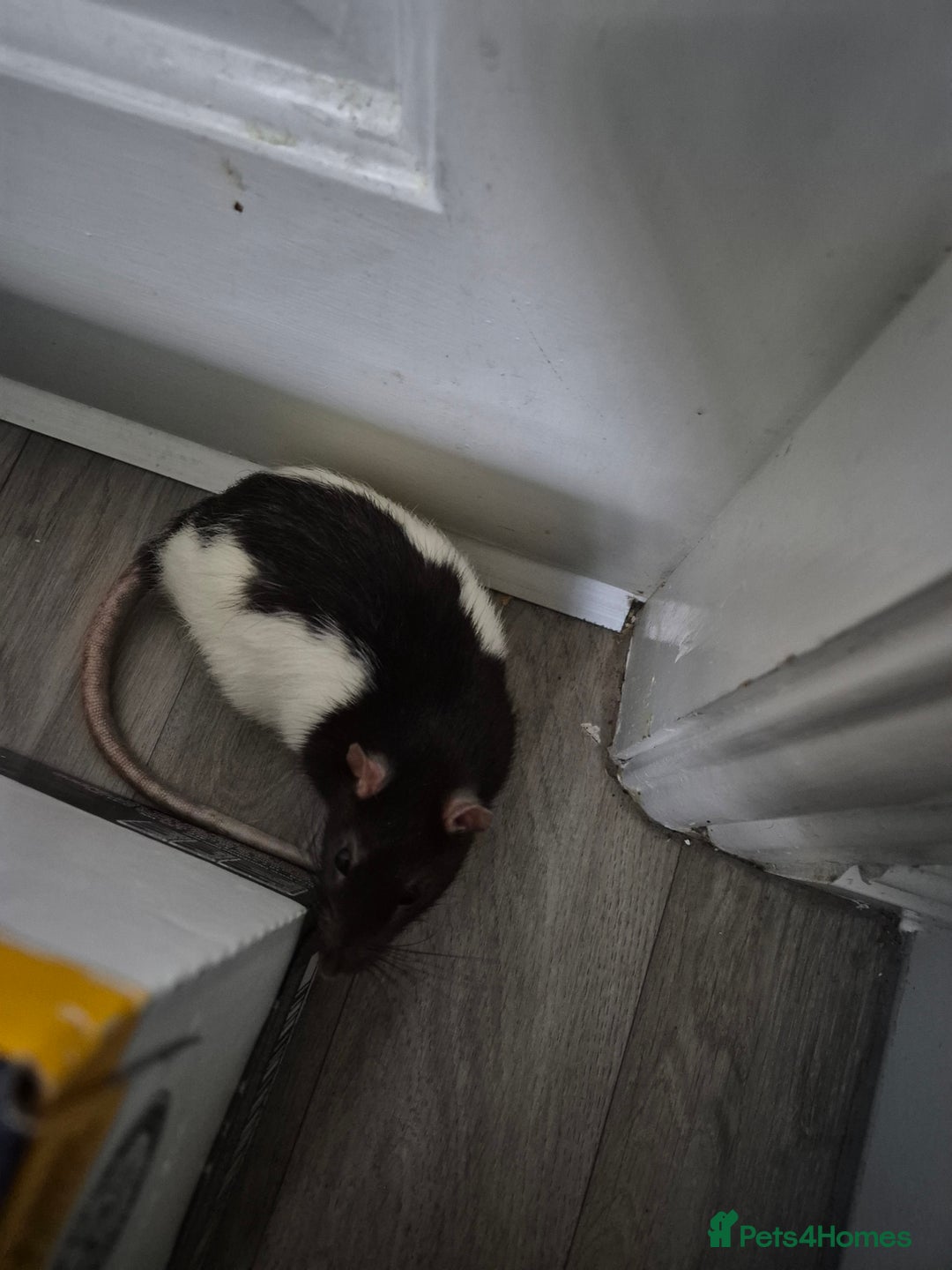Rat rodents for sale: Three male rats & cage - Image 3