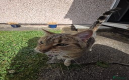 Mixed Breed cats for sale: Looking for a new home for our 4 year old cat. - Image 4