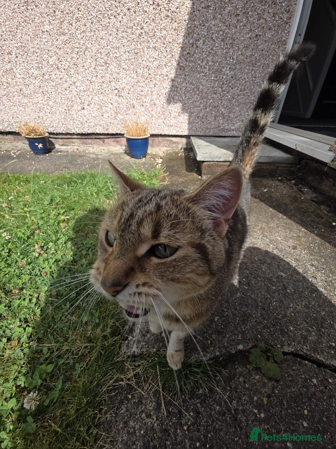 Mixed Breed cats for sale: Looking for a new home for our 4 year old cat. - Image 4
