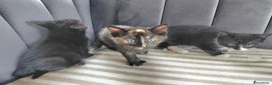 British Shorthair Kitten 2