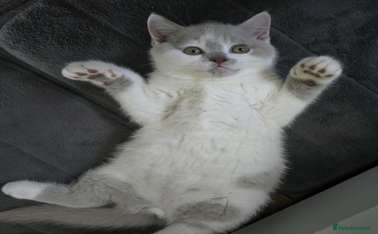 British Shorthair cats - Advert 7
