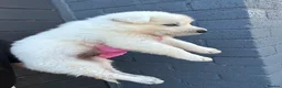 White Swiss Shepherd dogs for sale: 🏆KC WSS Champion Bloodline stunning puppies - Advert 21