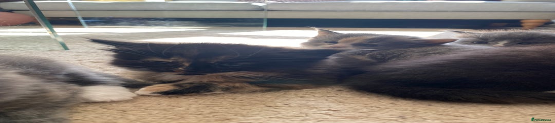 Darker tortoiseshell