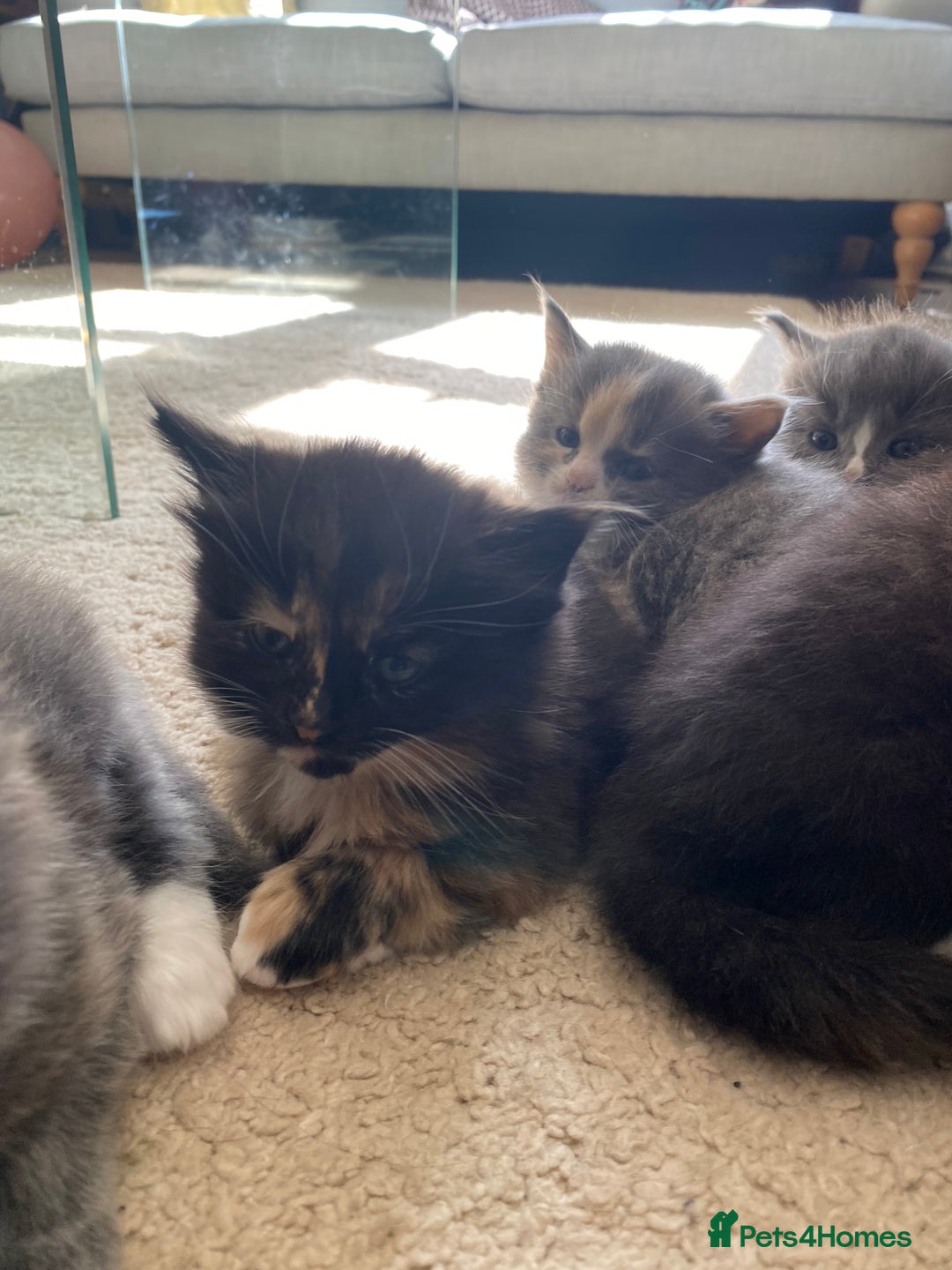 Mixed Breed cats for sale: Beautiful kittens for sale - Image 4
