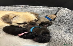 Pug dogs for sale: Pug puppies for sale  - Image 8