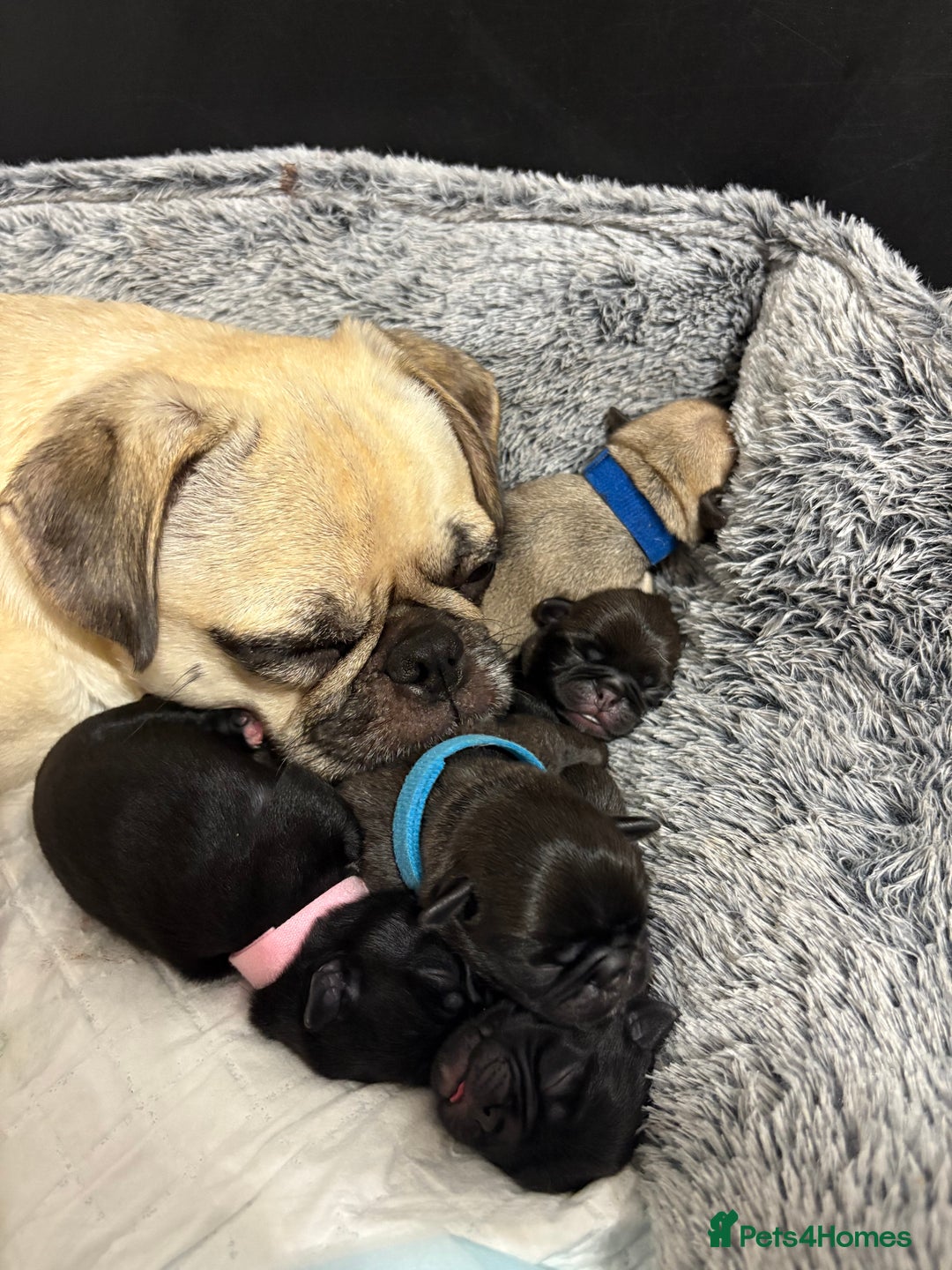 Pug dogs for sale: Pug puppies for sale  - Image 8