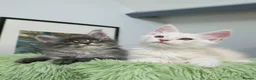 Maine Coon cats for sale: Only one stunning kitten left.  - Advert 8