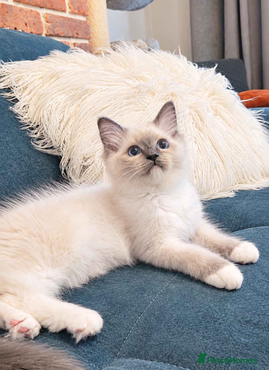 Ragdoll cats Raised with Love, ready for forever homes 🏠❤️ - Advert 18