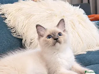 Ragdoll cats Raised with Love, ready for forever homes 🏠❤️ - Advert 18