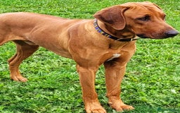 Rhodesian Ridgeback dogs for sale: EXCEPTIONAL OPPORTUNITY TO PURCHASE SHOW QUALITY  - Image 8