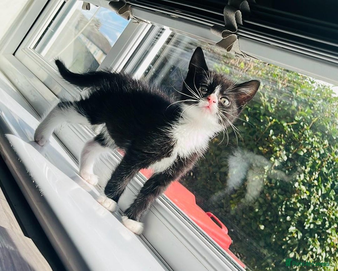 Mixed Breed cats for sale: Two beautiful kitten ready to go now - Image 2