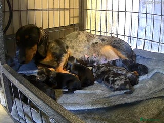 Doxiepoo dogs for sale - Advert 1