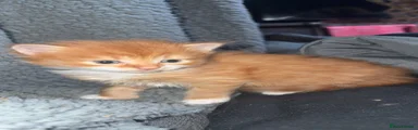Kitten 1