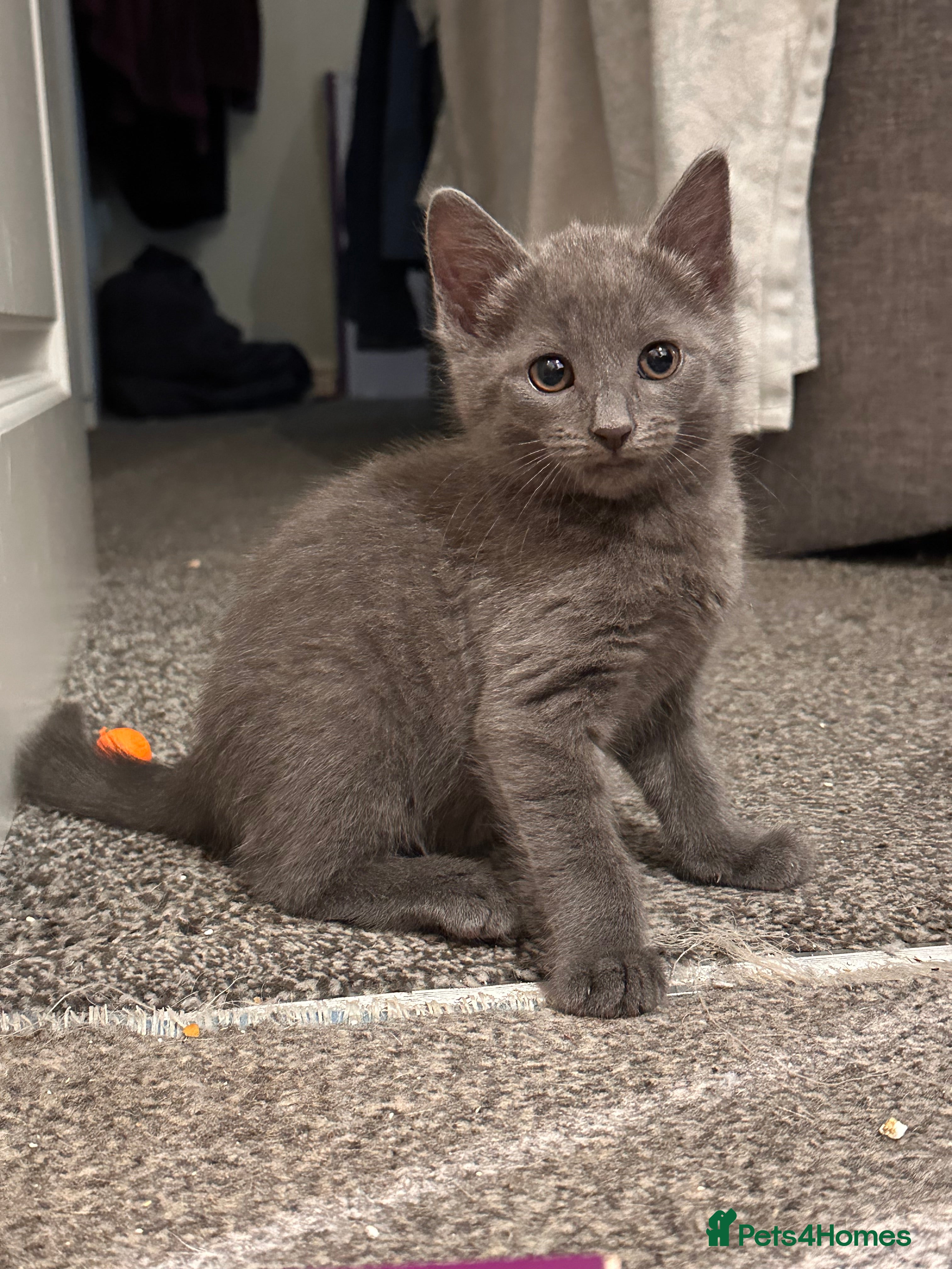 Mixed Breed cats Toe eaters!  - Advert 3