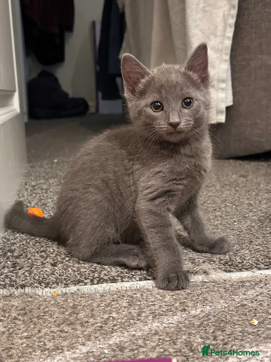 Mixed Breed cats for sale: Toe eaters!  - Advert 1