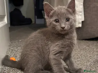 Mixed Breed cats Toe eaters! - Advert 3