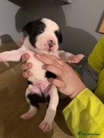 Mixed Breed dogs Puppies - Advert 4