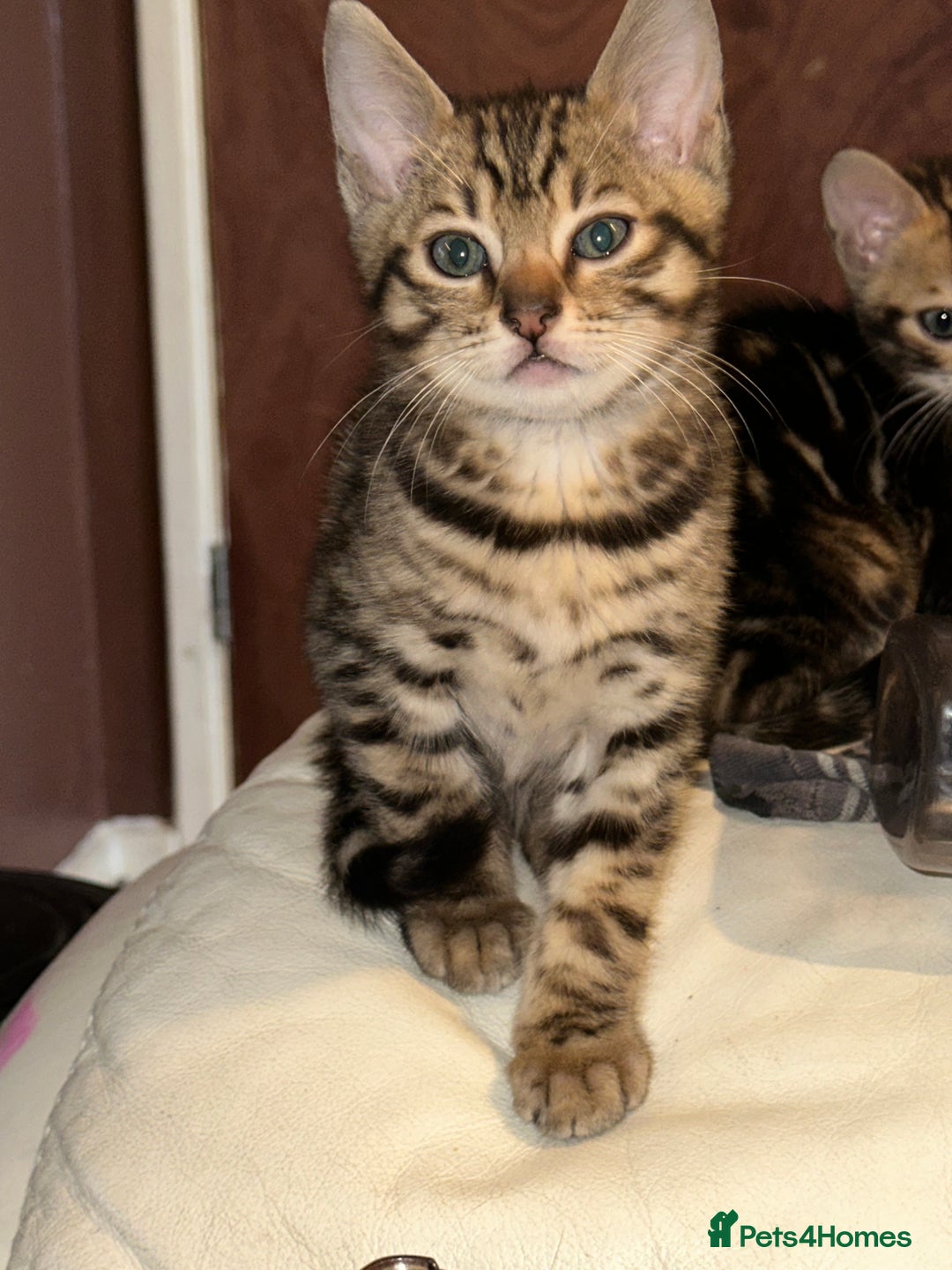 Bengal cats for sale: Snow Lynx, Marble & Brown Rosette Bengals - Image 15