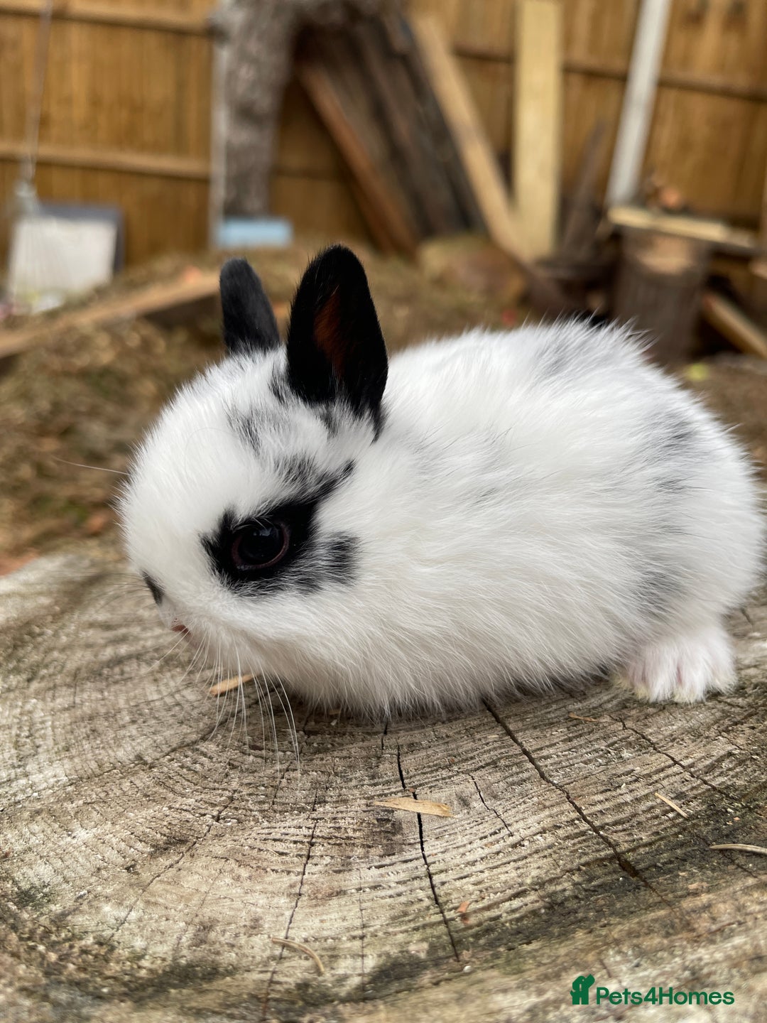 Netherland Dwarf rabbits for sale: Rare Colour purebred Netherland Dwarf  - Image 13