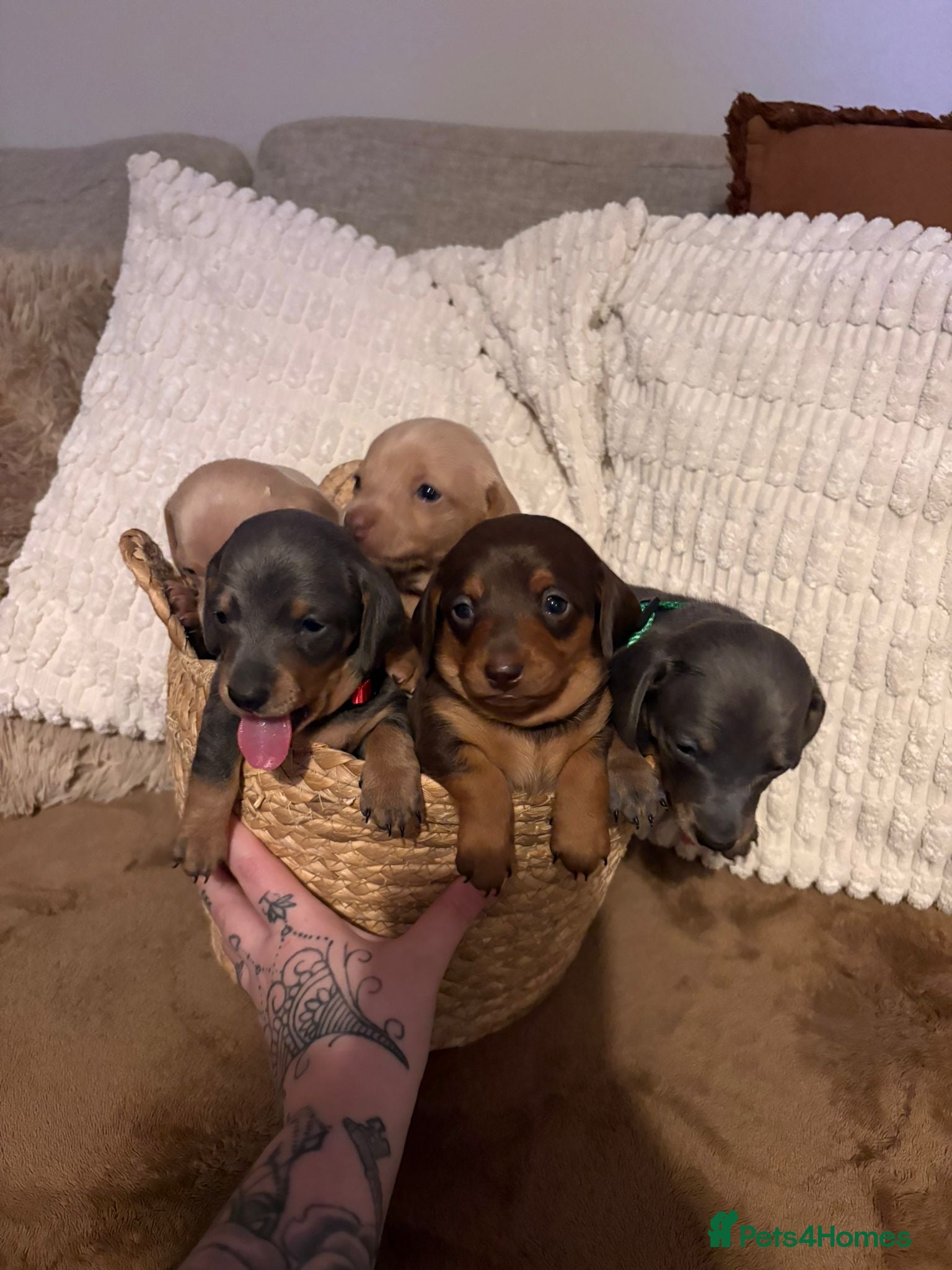 Miniature Dachshund dogs Miniature dachshund puppies forsale - Advert 2