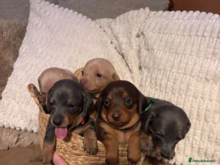 Miniature Dachshund dogs Miniature dachshund puppies forsale - Advert 2