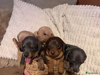 Miniature Dachshund dogs Miniature dachshund puppies forsale - Advert 6